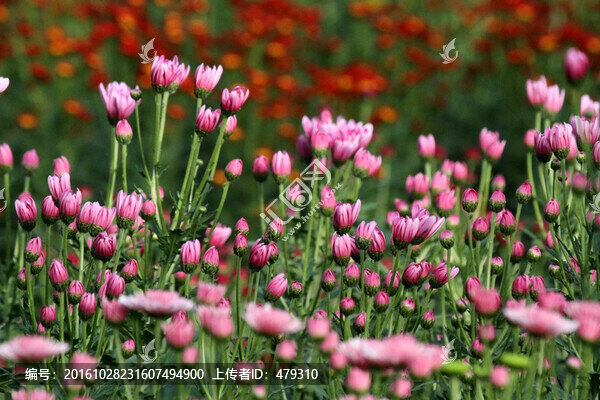 菊花,鮮花,花,花卉
