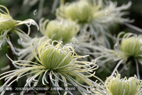 菊花,鮮花,花,花卉