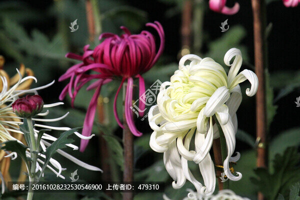 菊花,鮮花,花,花卉,菊展,秋