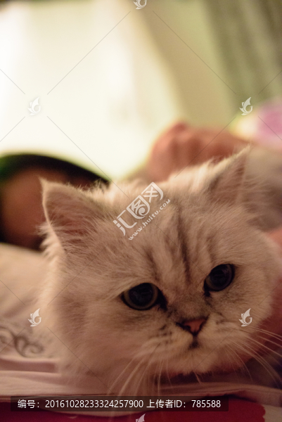 貓
