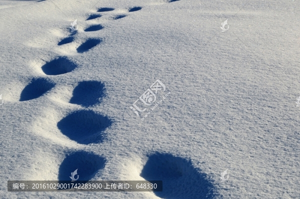 冬雪