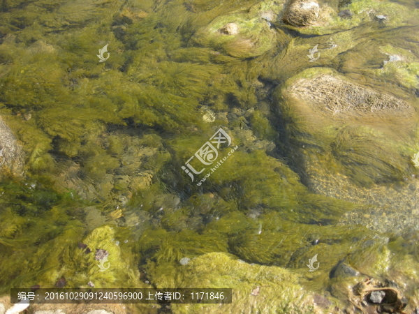 河水青苔