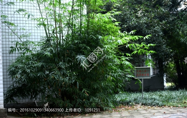 竹