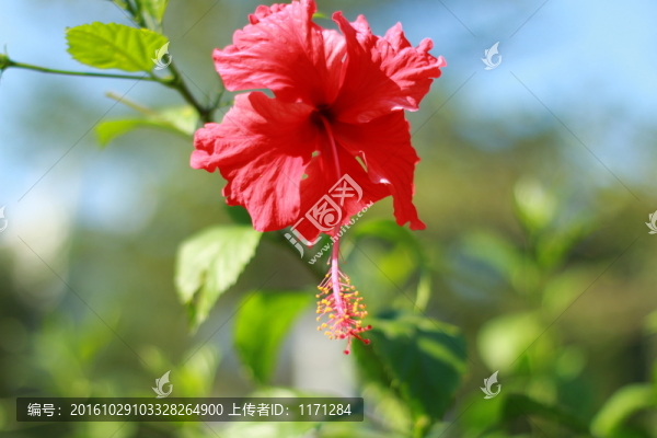 朱瑾花