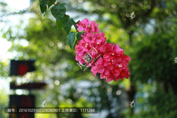 三角梅