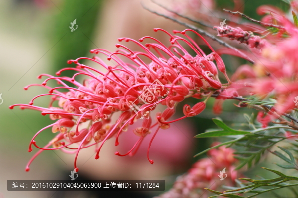 紅花銀樺