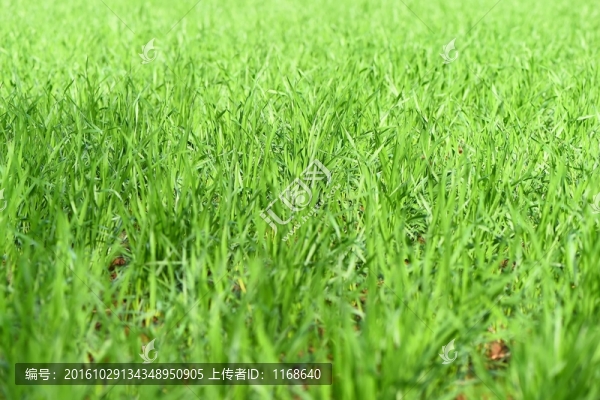 麥苗