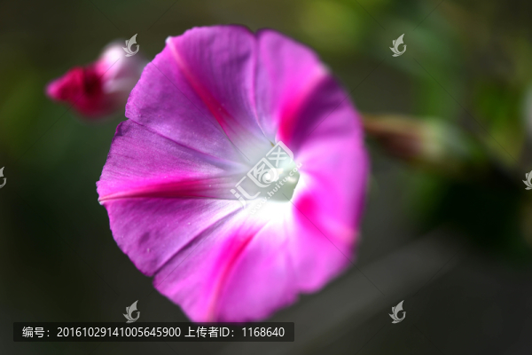 花卉