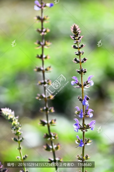 花卉