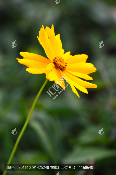 花卉