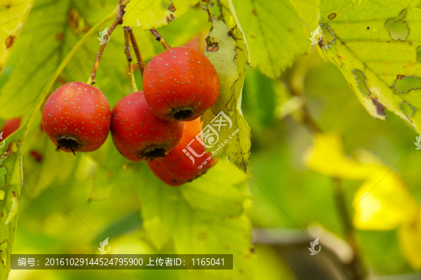山楂果