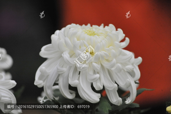 上海菊花展
