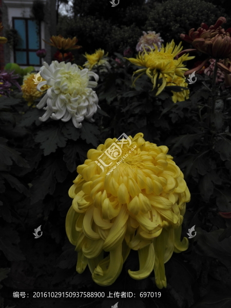 上海菊花展