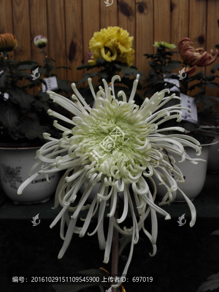 上海菊花展
