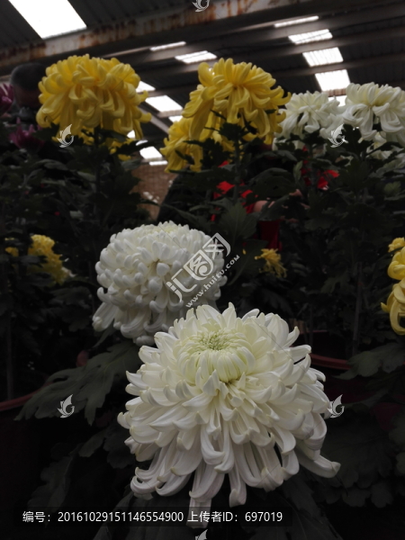 上海菊花展