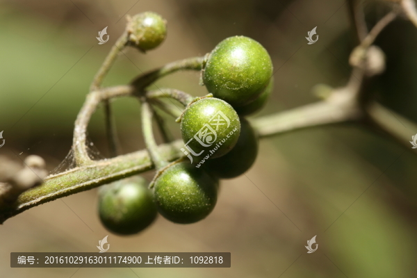 野果