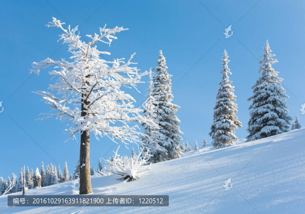 雪景