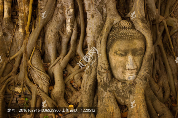 Stone,buddha頭上的樹根