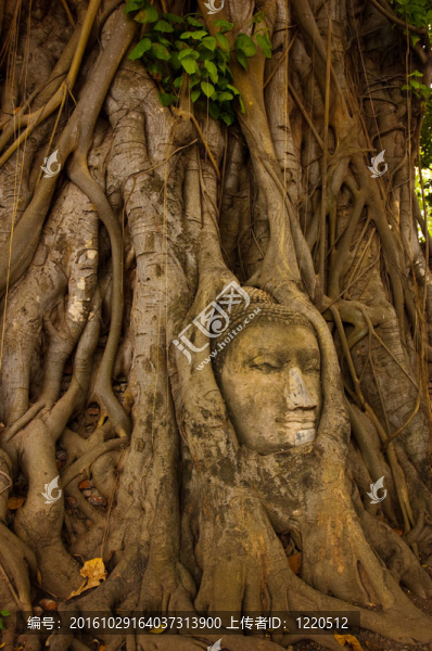 Stone,buddha頭上的樹根
