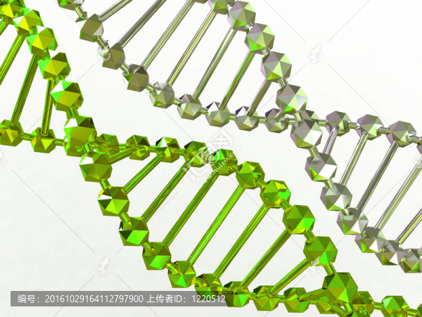 基因在DNA