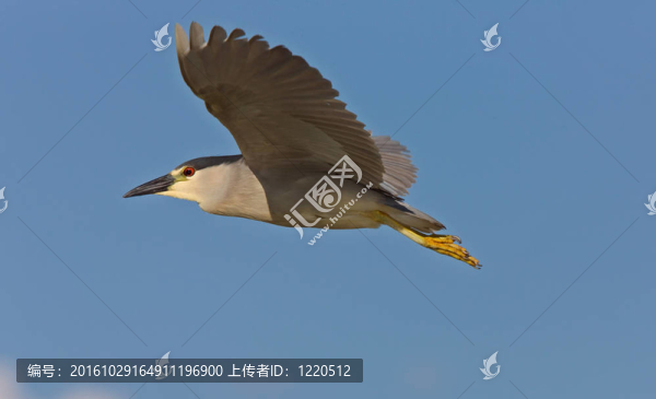 夜鷺
