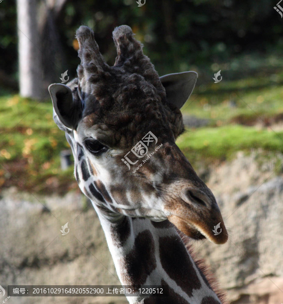 長頸鹿。在俄勒岡動物園拍攝的照片；在波特蘭。