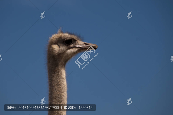 鴕鳥