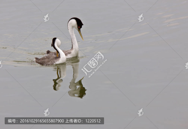 在湖心島西部的鸊鷉