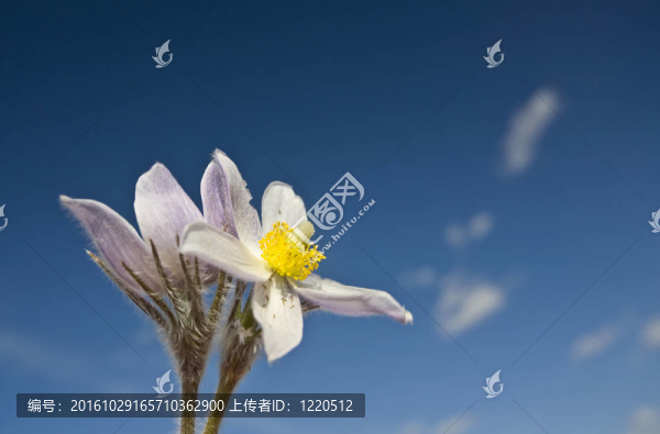 春天的時(shí)候，番紅花的花