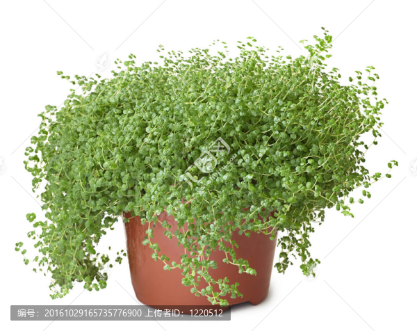 盆栽綠色植物在白色背景-,Soleirolia