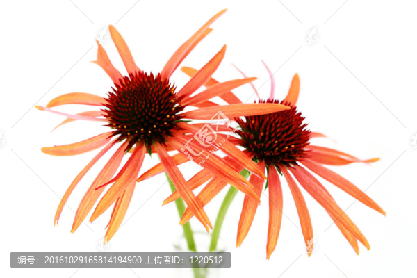 紫錐花