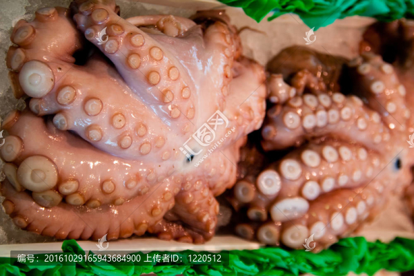 章魚
