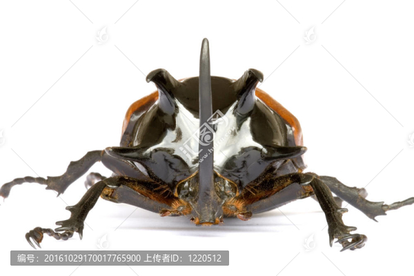 頭部后緣向前生出甲蟲(chóng)