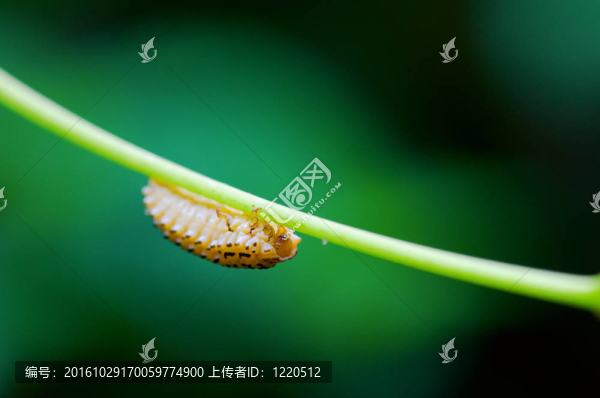 蛾卡特彼勒