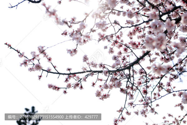 櫻花