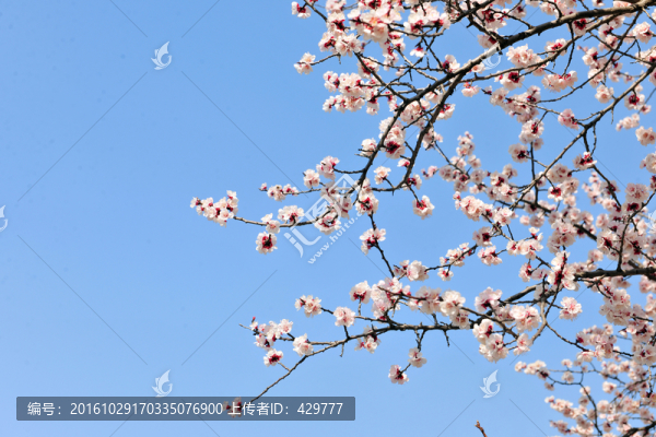 櫻花樹