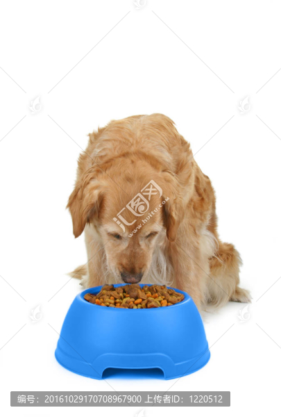 狗吃