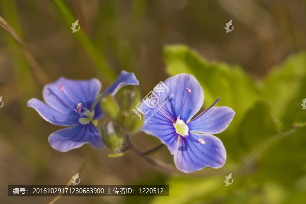 維羅妮卡石蠶