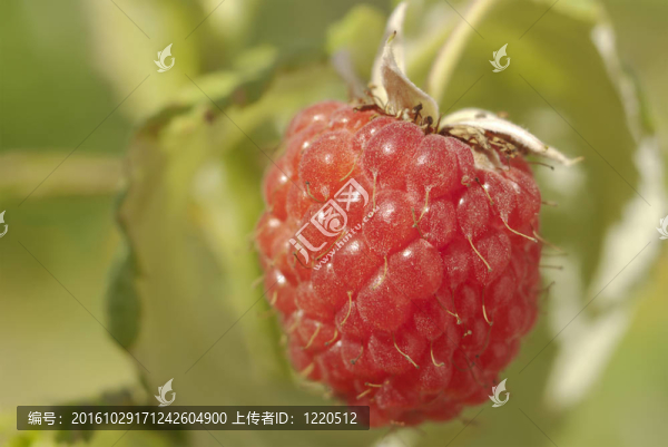 拉斯伯里宏