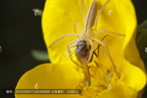 蜘蛛消滅蒼蠅