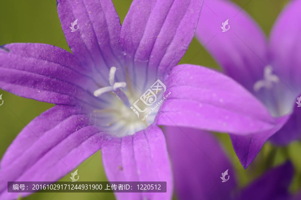 藍鈴花宏