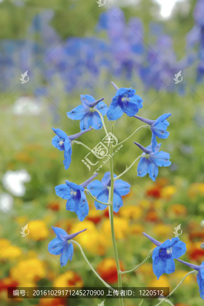 藍(lán)鈴花