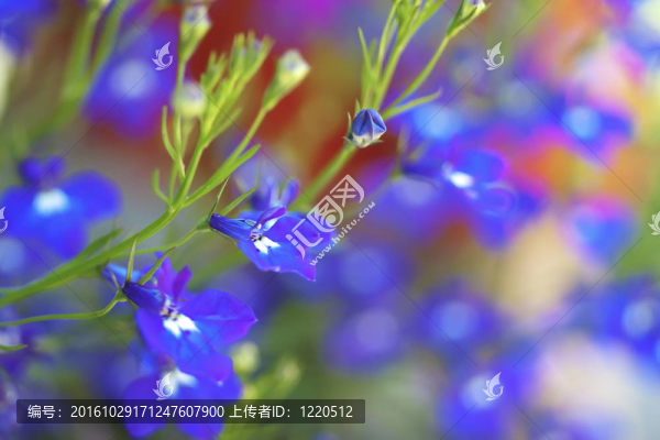 半邊蓮致密