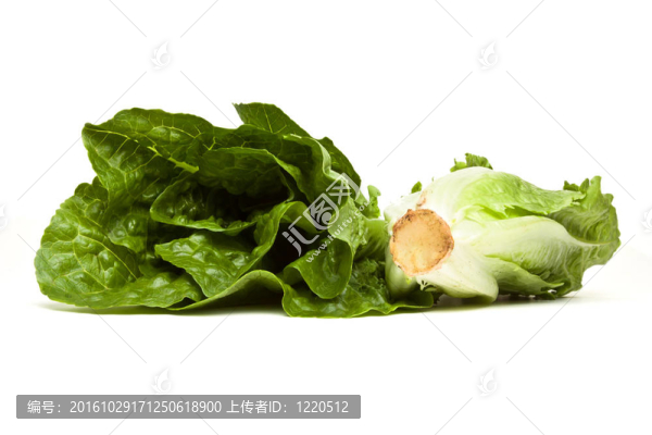 生菜