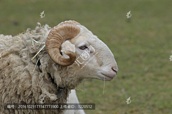 OL,RAM