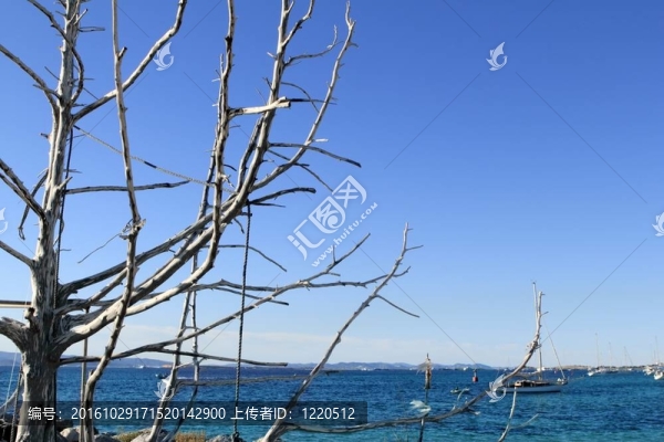 地中海藍(lán)色的海干樹(shù)枝