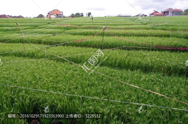 農(nóng)場里的稻田