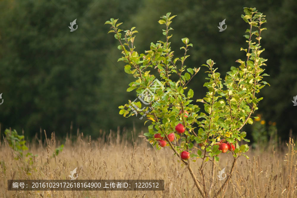 小蘋果樹