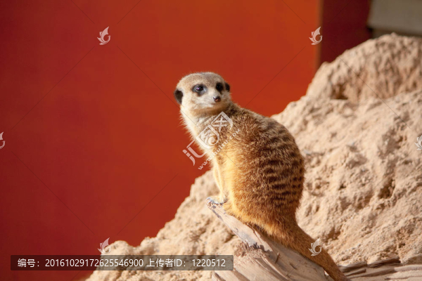 小海島貓鼬