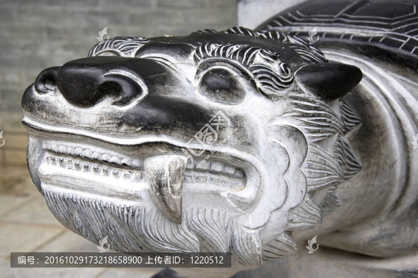 長壽龜